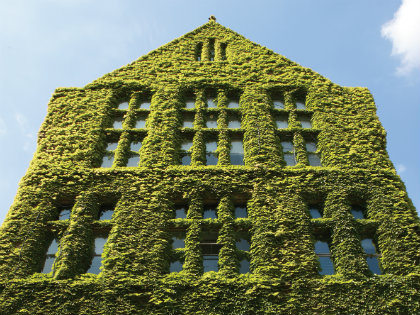 University of Manchester building covered in green ivy