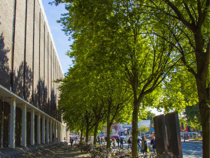 Trees on campus